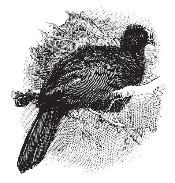 球状凤冠雉是一个大型南美鸟类 复古线条画或雕刻插图 — 图库矢量图片