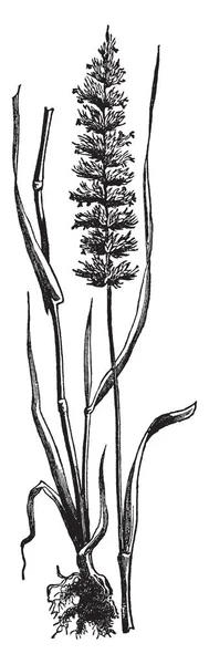 Изображения Показывающие Гребень Собачий Хвост Трава Типов Лезвия Длинные Острые — стоковый вектор