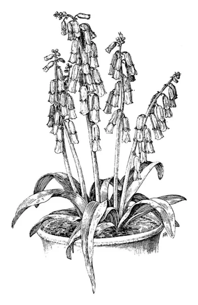 Květináč Namibie Gramnegativní Proteobakterie Lachenalia Květina Trubkový Tvarované Listy Jsou — Stockový vektor