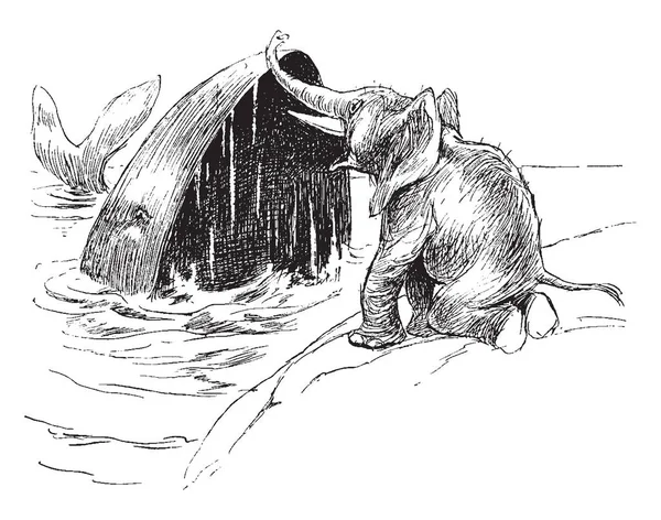 Een Olifant Walvis Het Water Vintage Lijntekening Gravure Illustratie Kijken — Stockvector