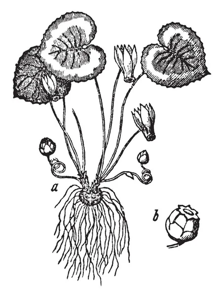 Αυτή Εικόνα Είναι Λουλούδια Κυκλάμινο Που Αντανακλά Τις Ρίζες Λουλούδια — Διανυσματικό Αρχείο
