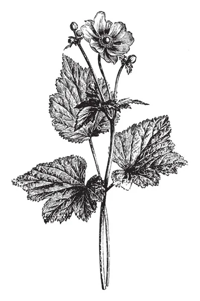 Bild Visar Gren Och Blomma Anemone Japonica Växt Blommorna Anemone — Stock vektor