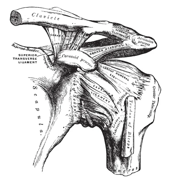 Illustration Represents Shoulder Vintage Line Drawing Engraving Illustration — Stock Vector