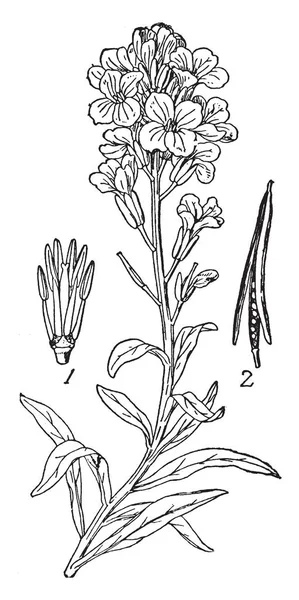 Allflower またはエゾスズシロ顕花植物の属であります Androcium のようにパーツに分かれています オオミゾガイ Siliqua ビンテージの線描画や彫刻イラスト — ストックベクタ