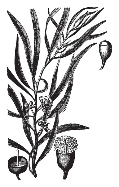 Liść Eukaliptusa Owoców Kwiatów Vintage Rysowania Linii Lub Grawerowanie Ilustracja — Wektor stockowy