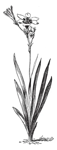 Sparaxis 三色也被称为 Wandflower 丑角花 Sparaxis 植物与紫色斑点花 复古线条画或雕刻插图 — 图库矢量图片