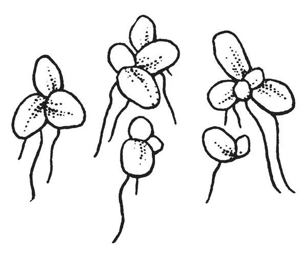 Lemna Género Botânico Pertencente Família Asteraceae — Vetor de Stock