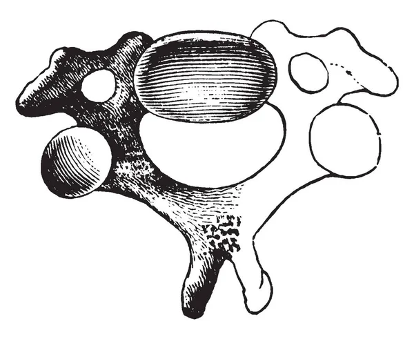 Esta Ilustración Representa Una Vértebra Cervical Dibujo Línea Vintage Ilustración — Archivo Imágenes Vectoriales