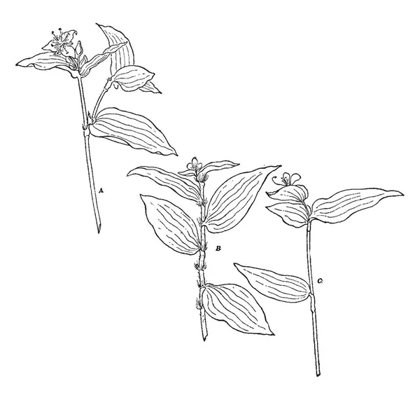 Die Blätter Der Pflanze Haben Eine Ovale Form Mit Spitzen — Stockvektor