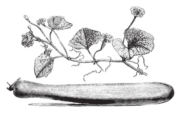 Questa Immagine Ramo Fiorito Frutta Lagenaria Vulgaris Fiori Sono Bianchi — Vettoriale Stock