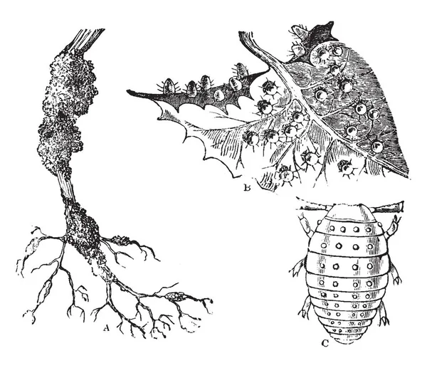 Grape Vine Louse Which Insects Very Small Vintage Line Drawing — Stock Vector