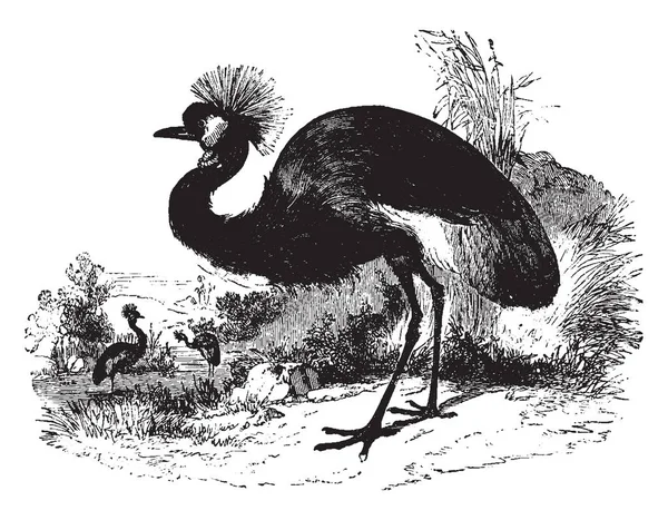 Balearic Crane Trova Circa Quattro Piedi Altezza Disegno Linea Vintage — Vettoriale Stock