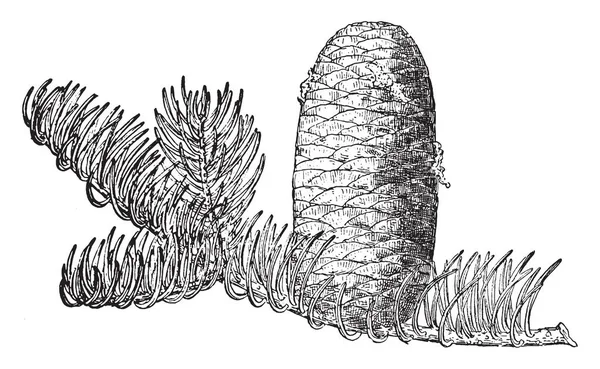 杉木松树锥 原产于北美洲西部山脉 复古线条绘画或雕刻插图 — 图库矢量图片