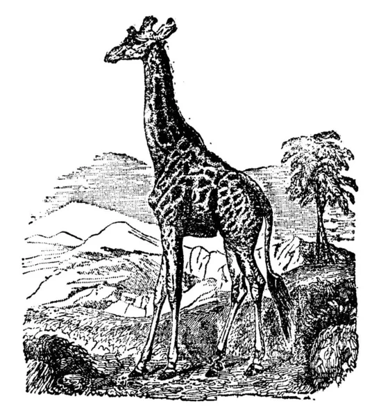Jirafa Ilustración Grabada Vintage Historia Natural Los Animales 1880 — Archivo Imágenes Vectoriales