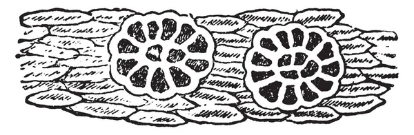 Рисунке Изображен Участок Растения Ловушки Венеры Листья Этого Растения Покрыты — стоковый вектор