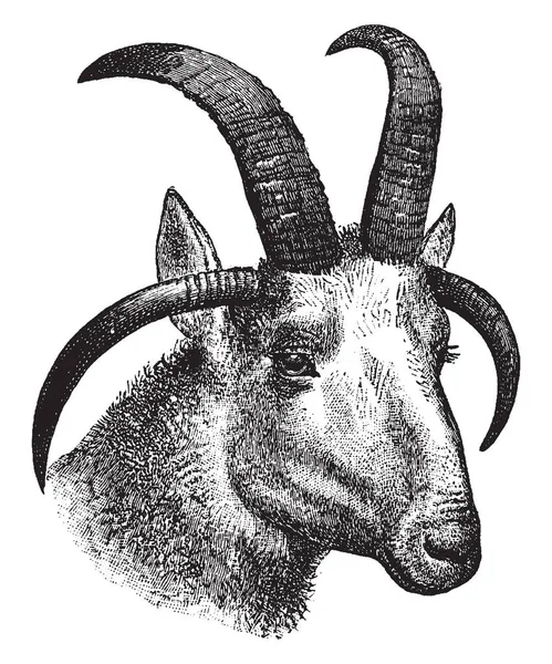 Quadricorn Ovce Mají Čtyři Rohy Vintage Kreslení Čar Nebo Gravírování — Stockový vektor