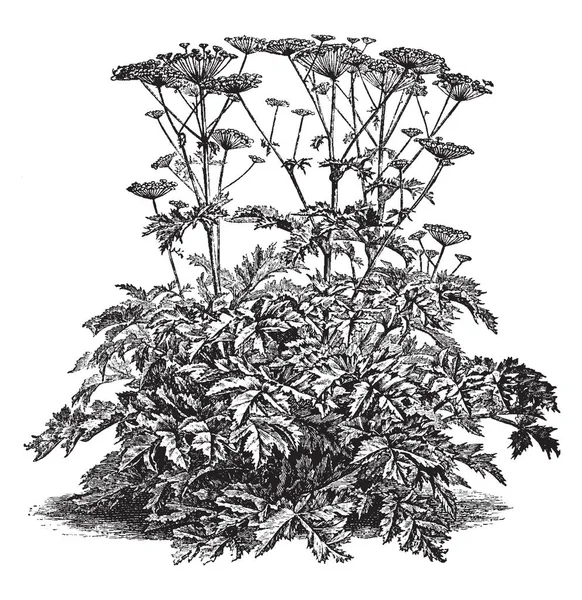 Kép Van Heracleum Sibiricum Növény Hazai Kaukázusi Hegység Tartozik Család — Stock Vector