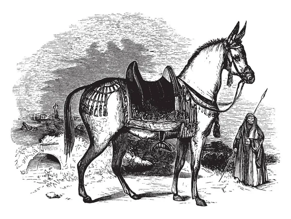 Abyssinian Mule Est Fait Une Illustration Extrêmement Robuste Vintage Dessin — Image vectorielle