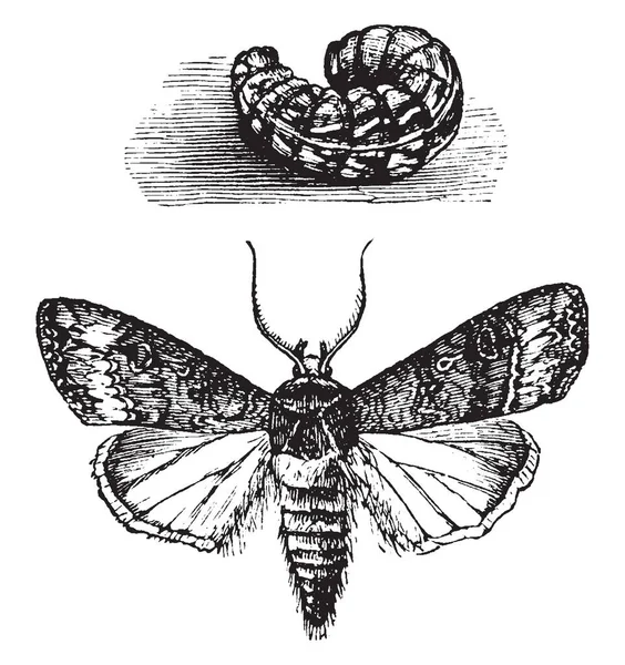 Cutworms는 Noctuidae 빈티지 드로잉 가족에서 그림의 애벌레 — 스톡 벡터