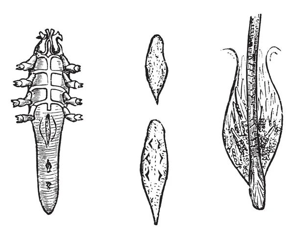 Demodex ビンテージの刻まれた図 1880 動物の自然史 — ストックベクタ