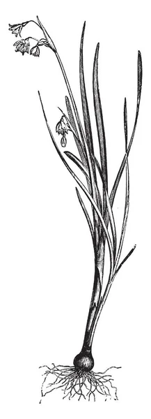 Leucoium 小麦植物通常称为夏季雪花 叶子是带形和花白色的颜色 复古线条画或雕刻插图 — 图库矢量图片
