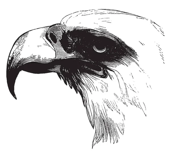 Diagram Represents Head Bald Eagle Vintage Line Drawing Engraving Illustration — Stock Vector