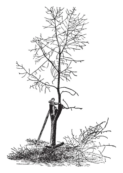 Tento Obrázek Představuje Strom Ulici Ořezávaných Dříví Vintage Kreslení Čar — Stockový vektor