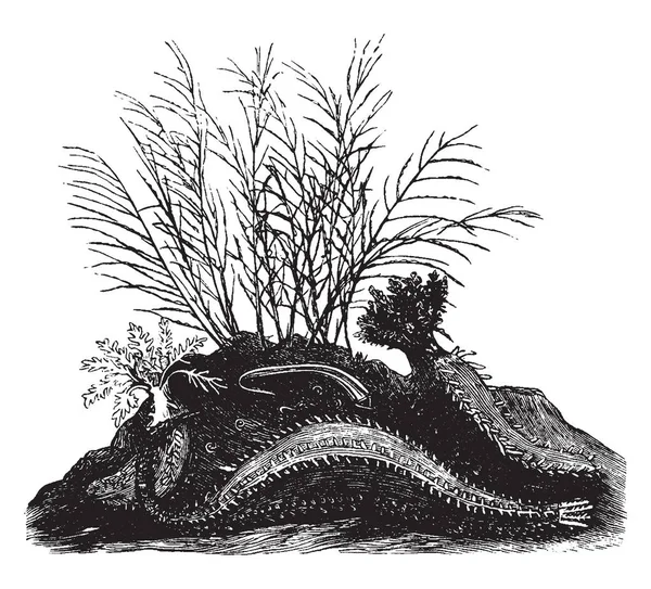 角海参也是欧洲的一种 有双排的疣吸盘 复古线画或雕刻插图 — 图库矢量图片