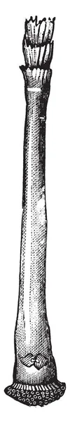 Tube Coquille Pot Arrosage Qui Est Fermé Par Curieux Disque — Image vectorielle