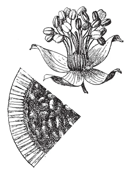 Oblata に属する植物の固有種 それは多数の長い 鋭いとげ ヴィンテージの線描画や彫刻イラストで武装した中型ツリー小 — ストックベクタ