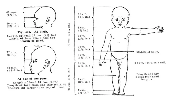 Proportions Health Child Body Head Size Birth One Year Age — Stock Vector