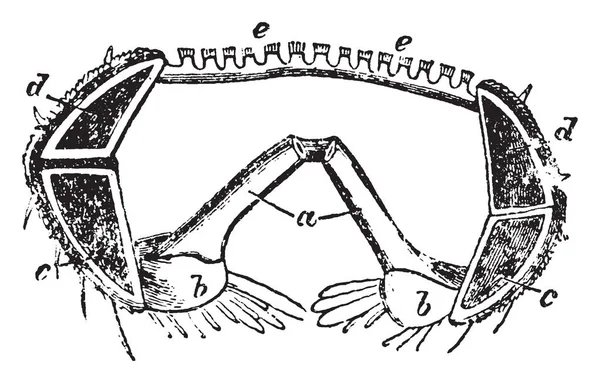 Astropectenn Aurantiacus Ossicini Adambulacrali Ossicini Marginali Illustrazione Linee Vintage Incisione — Vettoriale Stock