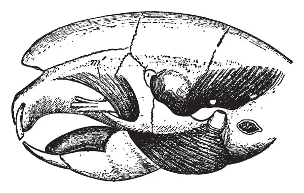 Hystrix Masseter Kısmını Aktarılan Aracılığıyla Eristata Infra Orbital Deliği Vintage — Stok Vektör