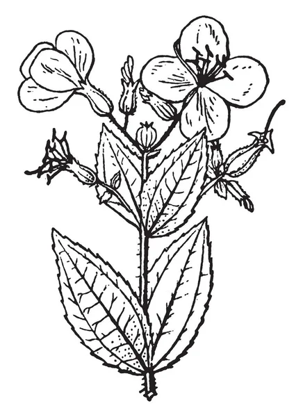 この写真は Rhexia を表示します 茎が広く 凸です 葉が小さく 楕円形でシンプルです 花はピンク 枚の花びらが集まって 葯が長く — ストックベクタ