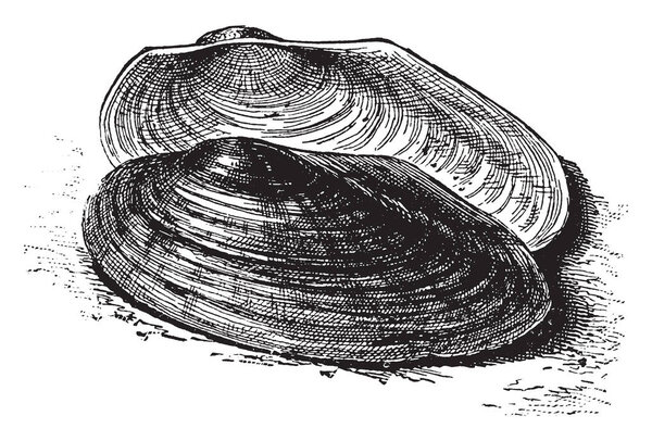 Речной мидий является одним из видов пресноводных мидий водный двустворчатый моллюск в семье Unionidae, рисунок винтажной линии или гравировка иллюстрации
.