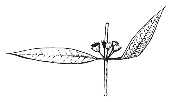图为解码 它是一种多年生草本植物 虽然它有时被认为是灌木或亚灌木 因为根有点木质 花色是紫红色 复古线图画或雕刻例证 — 图库矢量图片