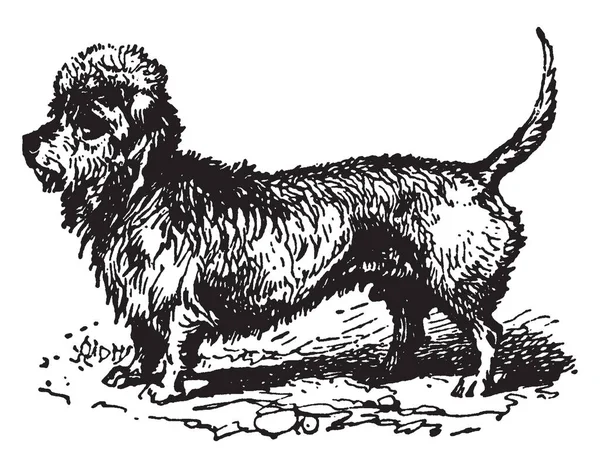 Dandie Dinmont Terrier Una Pequeña Raza Escocesa Perro Familia Terrier — Vector de stock