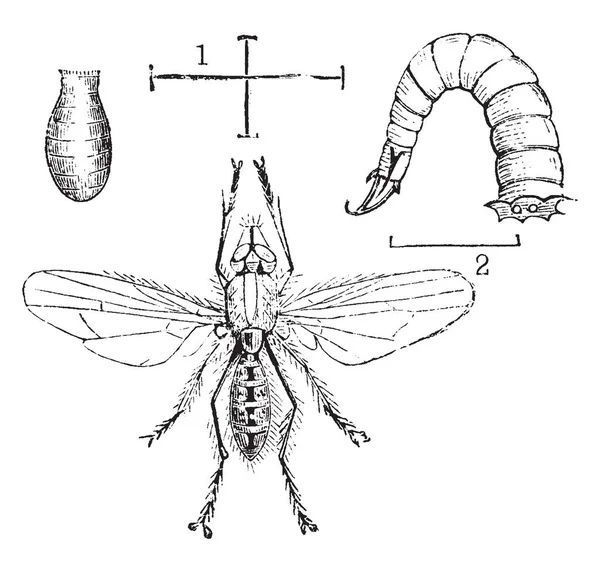 Onion Fly Larva Pupa Que Está Destruindo Cebola Desenho Linha — Vetor de Stock