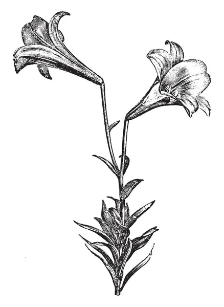 Ten Obraz Prezentuje Atrakcyjność Lilium Longiflorum Często Zwany Easter Lily — Wektor stockowy