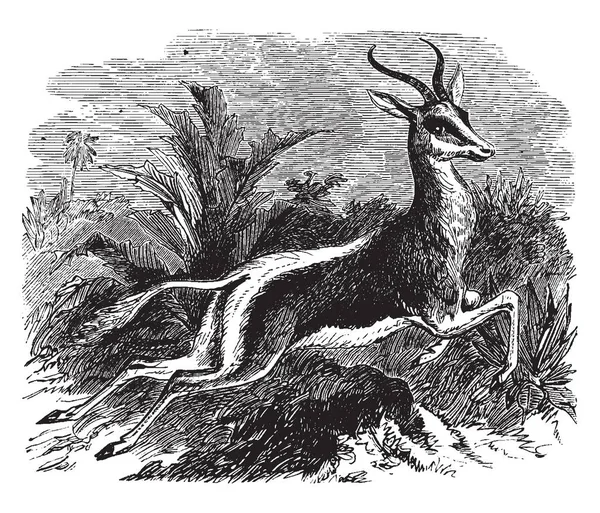 春波是一种中等大小的羚羊 主要分布在非洲南部和西南部 复古线条绘制或雕刻插图 — 图库矢量图片