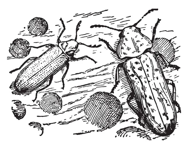 Death Watch Escarabajo Madera Dibujo Línea Vintage Ilustración Grabado — Vector de stock