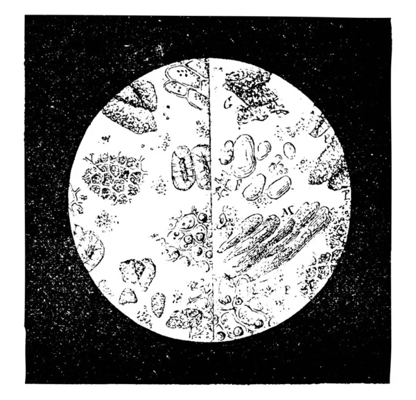 在显微镜下看到胡椒 复古刻插图 工业百科全书 1875 — 图库矢量图片