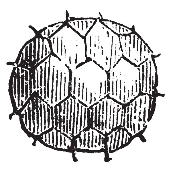 ナマグサクロボキン属のイメージ この図は個々 の胞子 ビンテージの線描画や彫刻イラスト — ストックベクタ