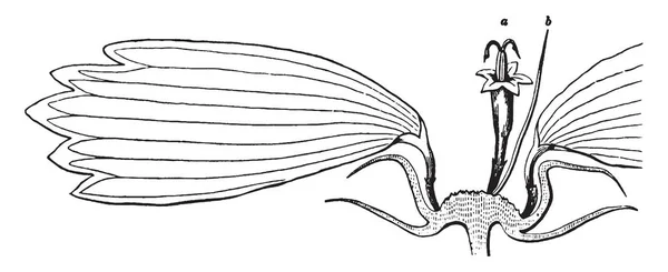 Une Image Montre Coreopsis Flower Dans Cette Illustration Partie Capitule — Image vectorielle