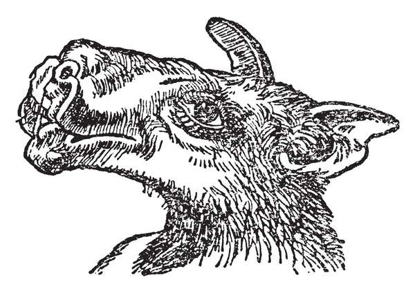 Σφυρί Επικεφαλής Bat Κεφάλι Οποίο Είναι Επίσης Γνωστό Μεγάλο Χείλη — Διανυσματικό Αρχείο