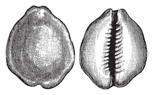 Cowry 是一种小型海螺 一种海洋腹足软体动物 Cypraeidae 家族中 复古线条绘制或雕刻插图 — 图库矢量图片
