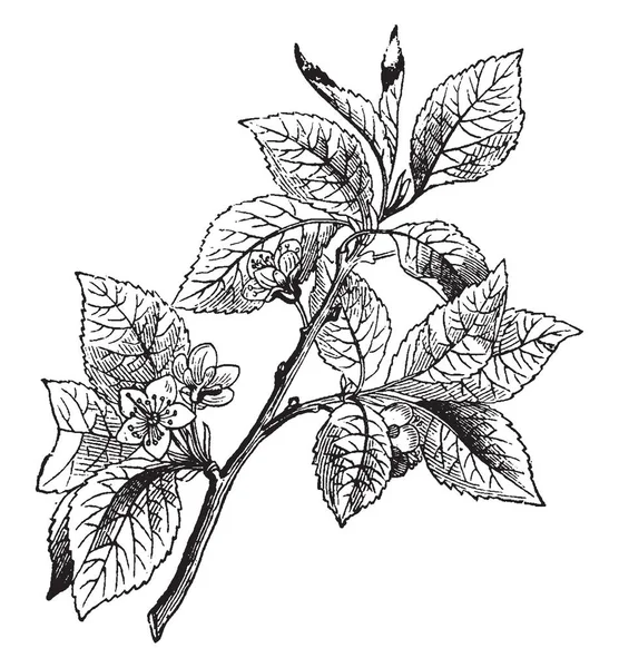 Kiraz meyve ağacı, vintage çizgi çizme veya oyma illüstrasyon ait fotoğraf.