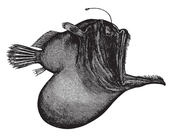 Illustration Represents Black Sea Devil Fish Stomach Vintage Line Drawing — Stock Vector