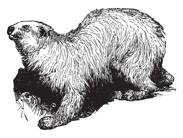 Полярный Медведь Плотоядный Медведь Родной Ареал Которого Находится Основном Пределах — стоковый вектор