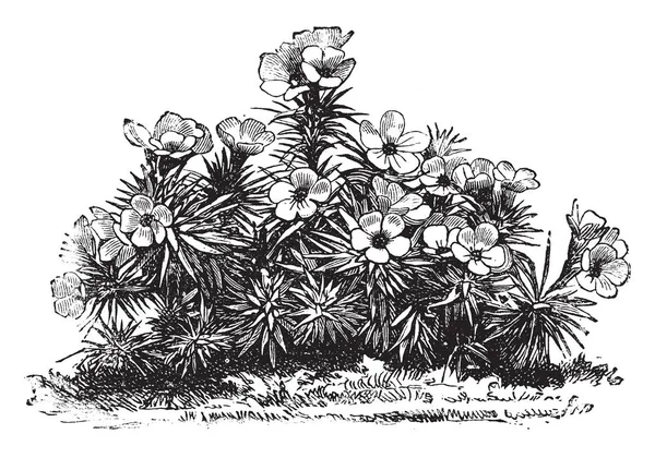 画像は Androsace Laggeri の開花植物を見せています Androsace Laggeri の花はピンク ビンテージの線描画や彫刻イラストのベースでサポートされます — ストックベクタ